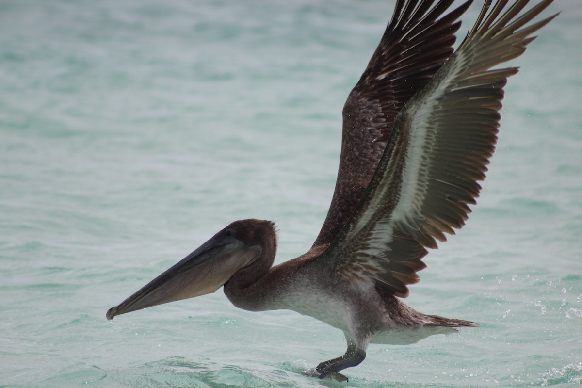 Brown Pelican - ML638423050