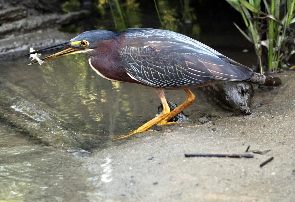 Green Heron - ML638423051