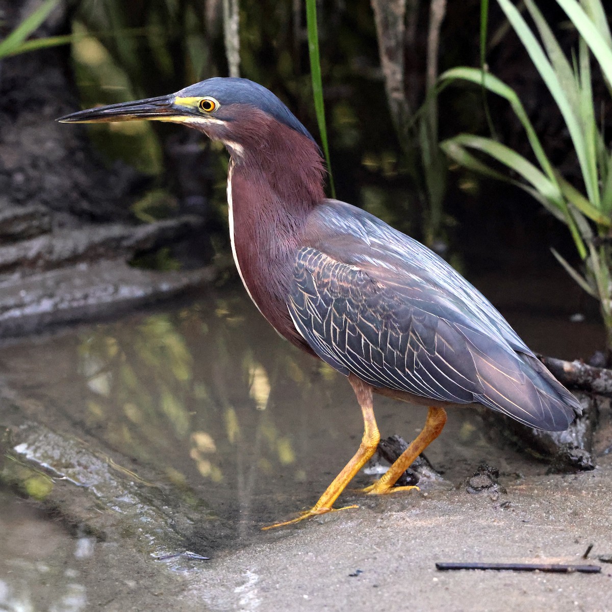 Green Heron - ML638423053