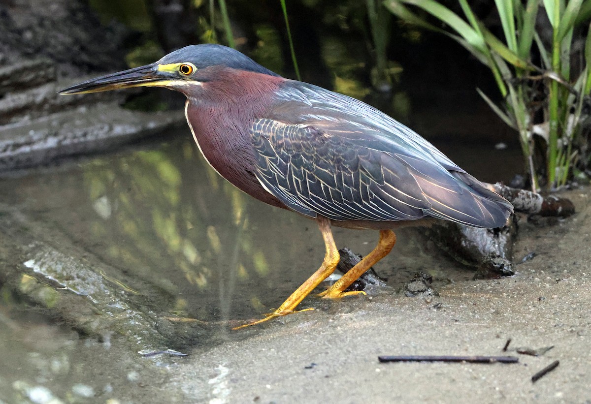 Green Heron - ML638423055