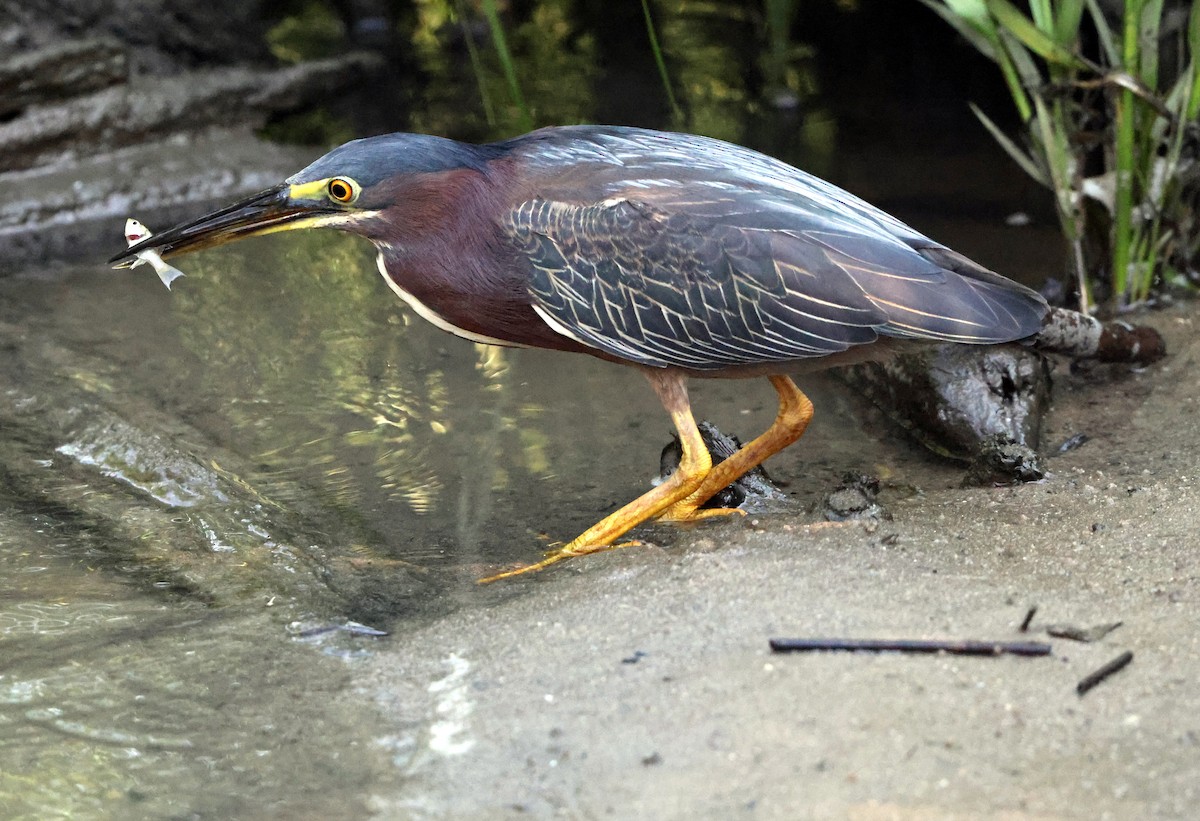 Green Heron - ML638423056