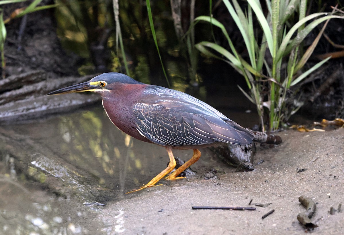 Green Heron - ML638423057