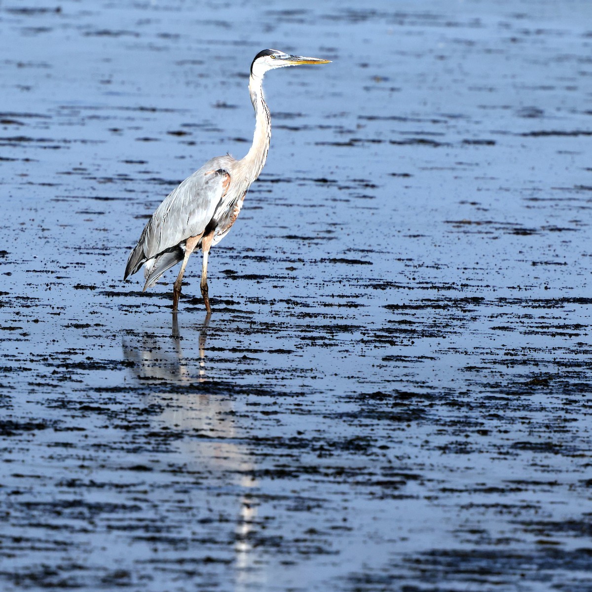 Great Blue Heron - ML638423066