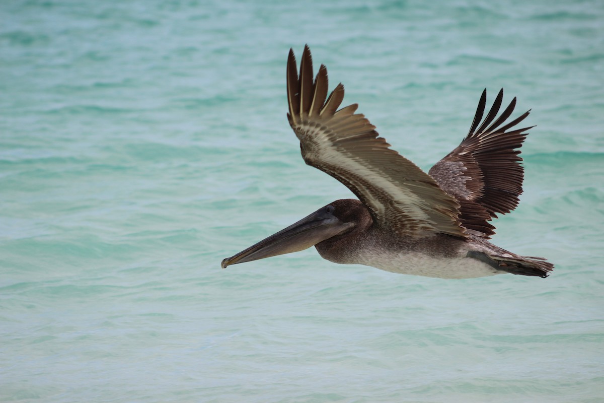 Brown Pelican - ML638423090