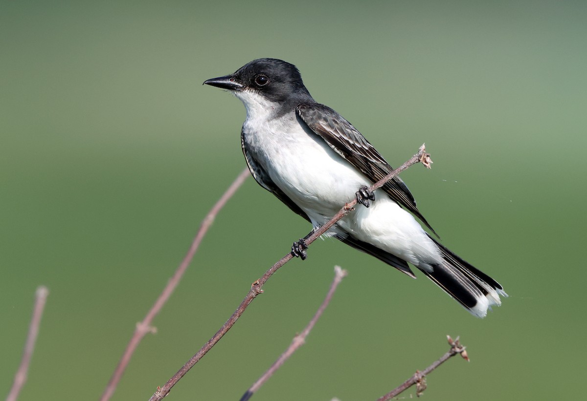Eastern Kingbird - ML638423101