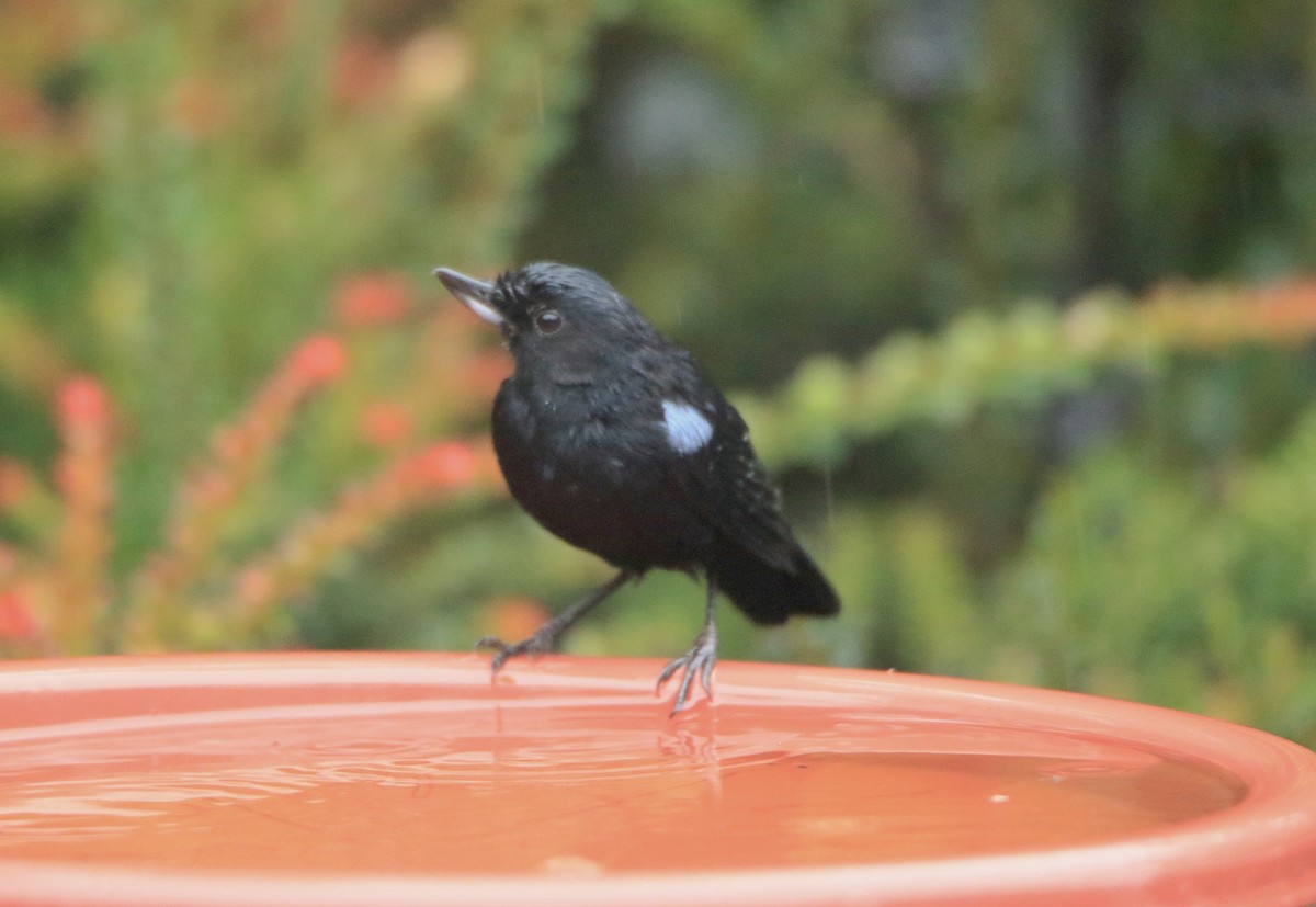 Glossy Flowerpiercer - ML638423102
