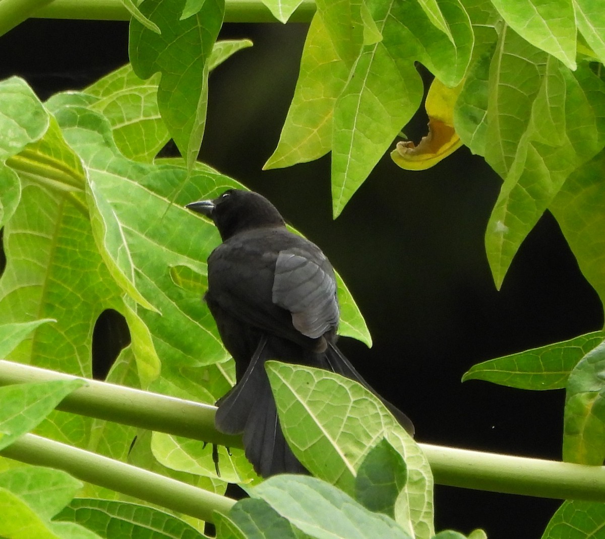 Shiny Cowbird - ML638423121