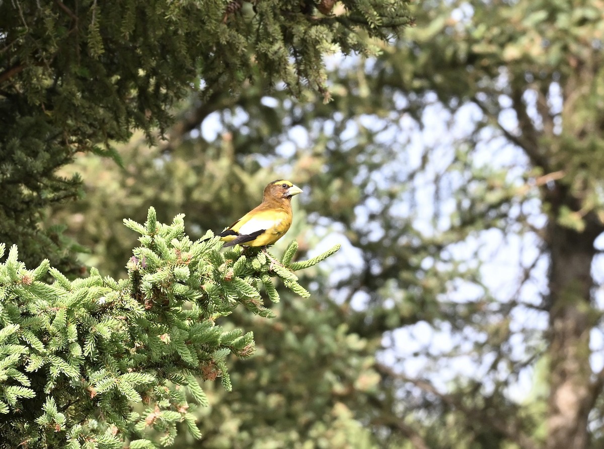 Evening Grosbeak - ML638423122