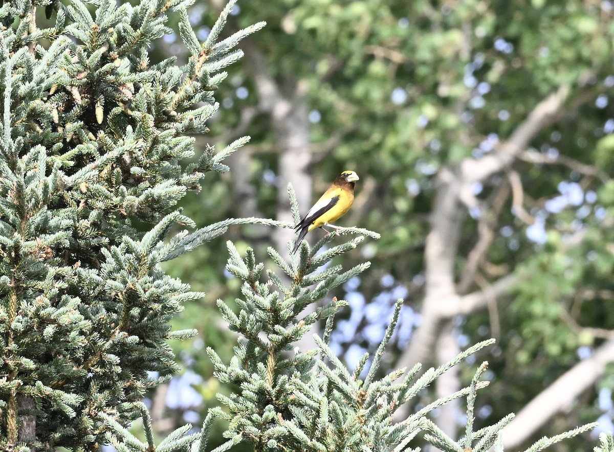 Evening Grosbeak - ML638423123