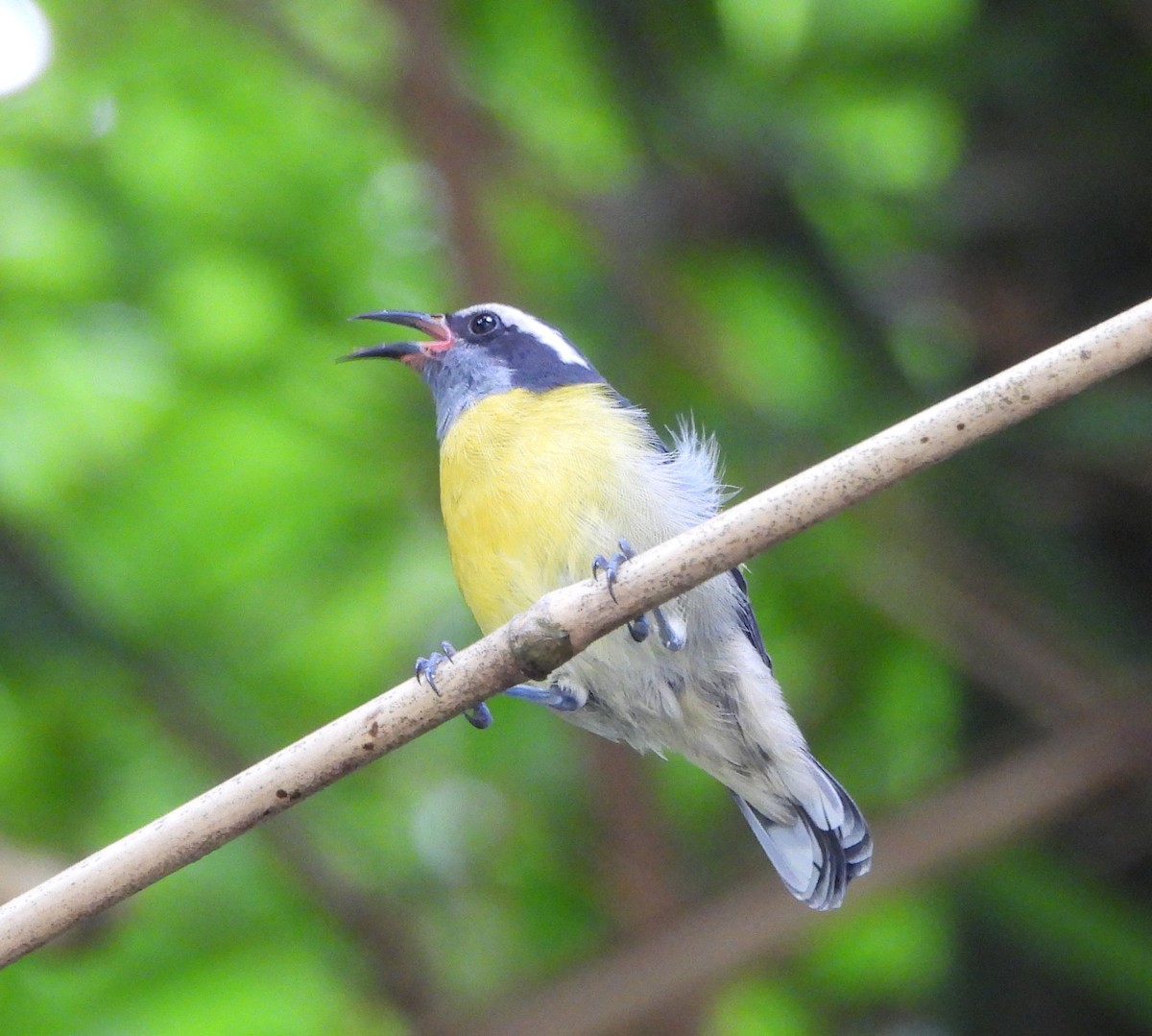 Bananaquit - ML638423135
