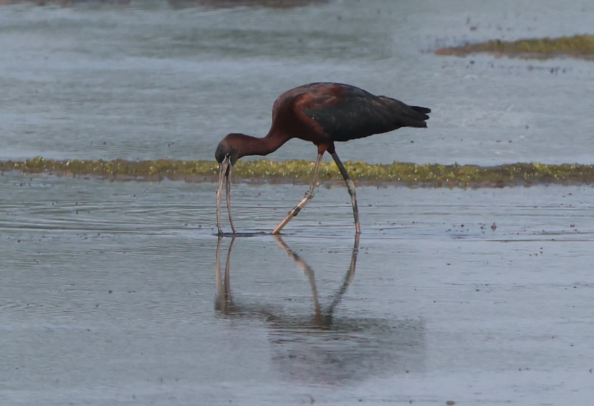 Glossy Ibis - ML638423140