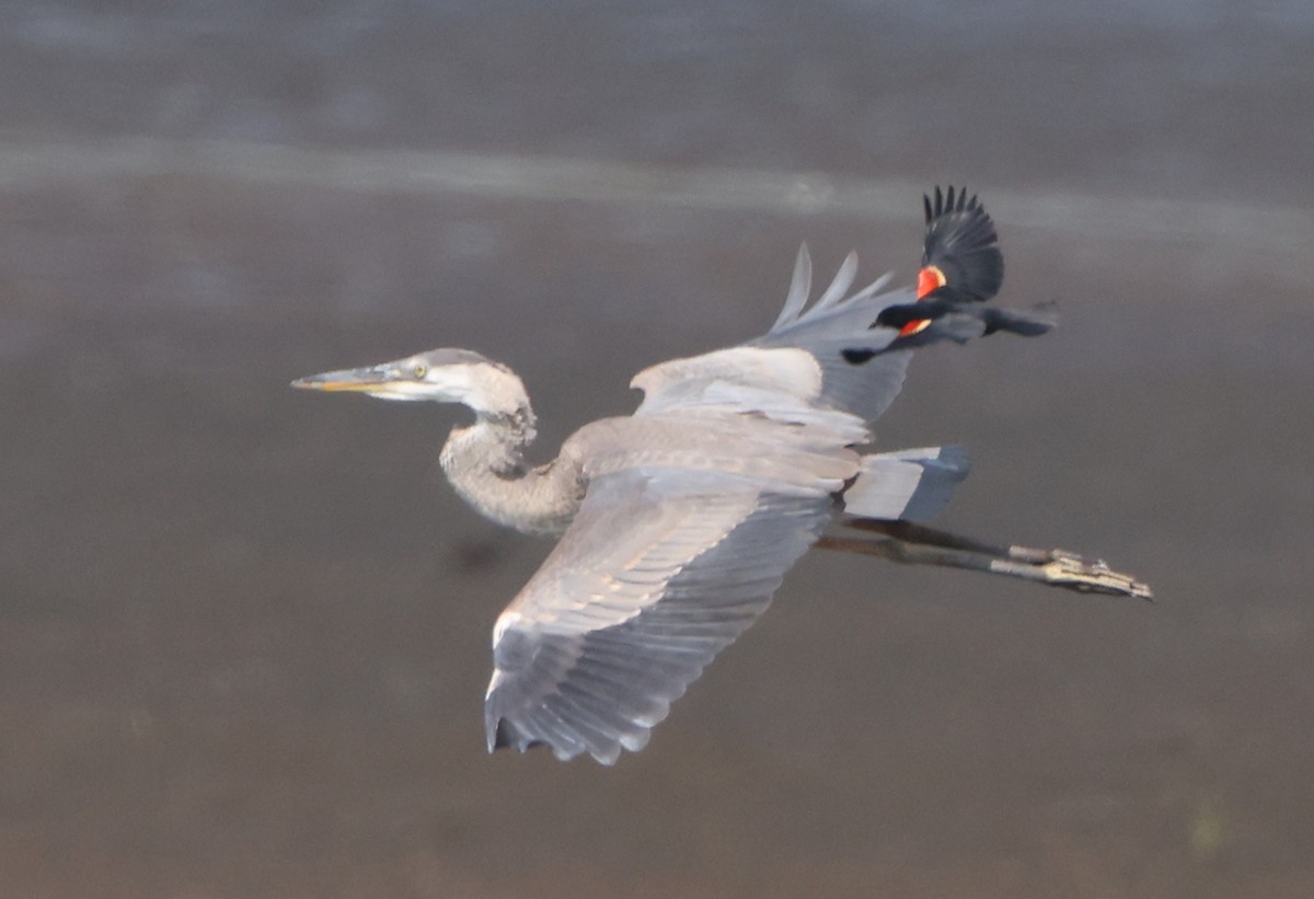 Great Blue Heron - ML638423151