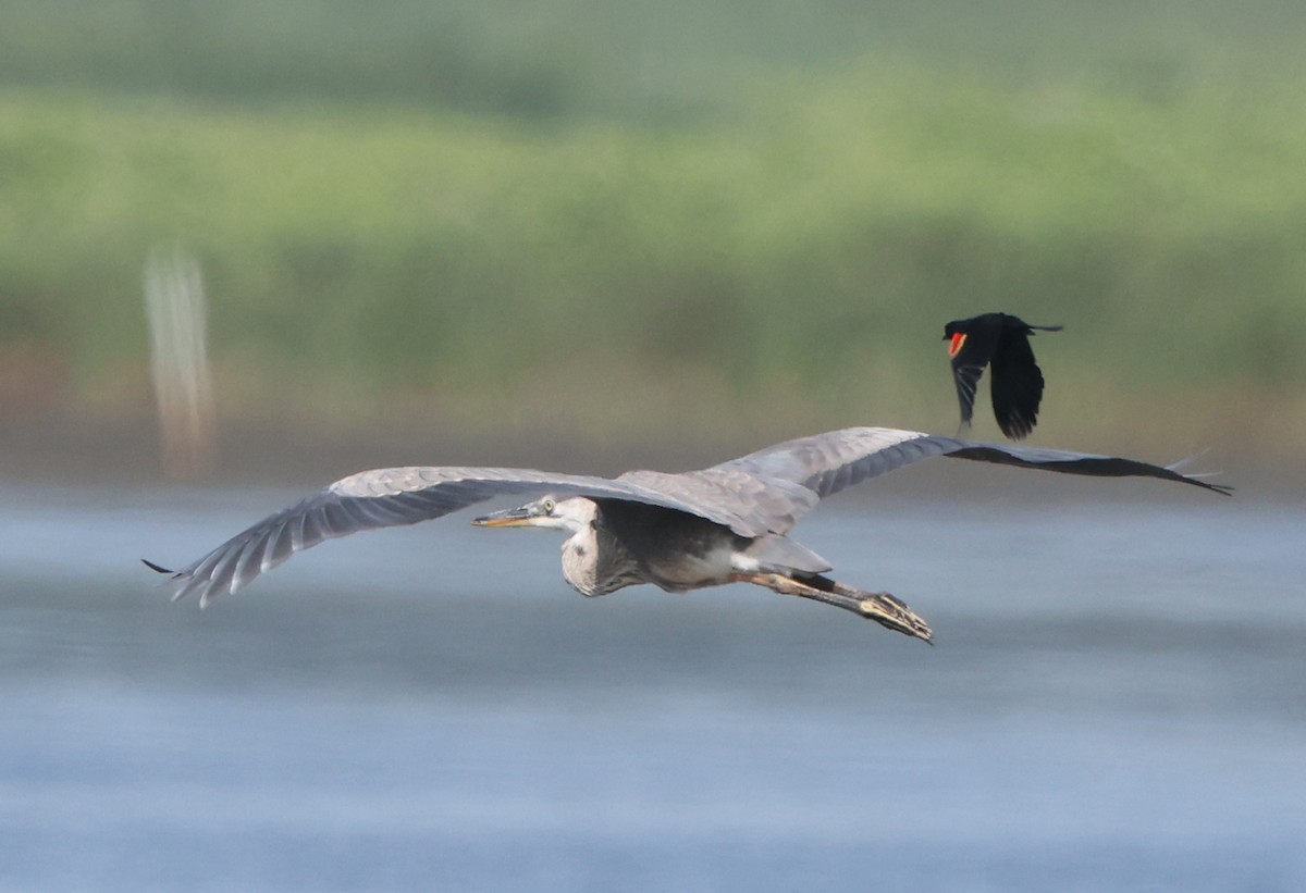 Great Blue Heron - ML638423152