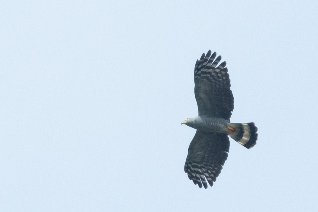 Hook-billed Kite - ML638423153