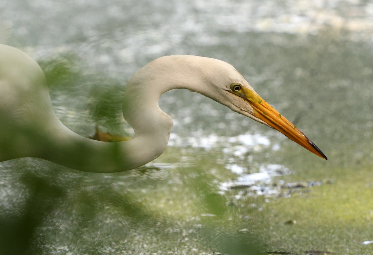 Great Egret - ML638423160