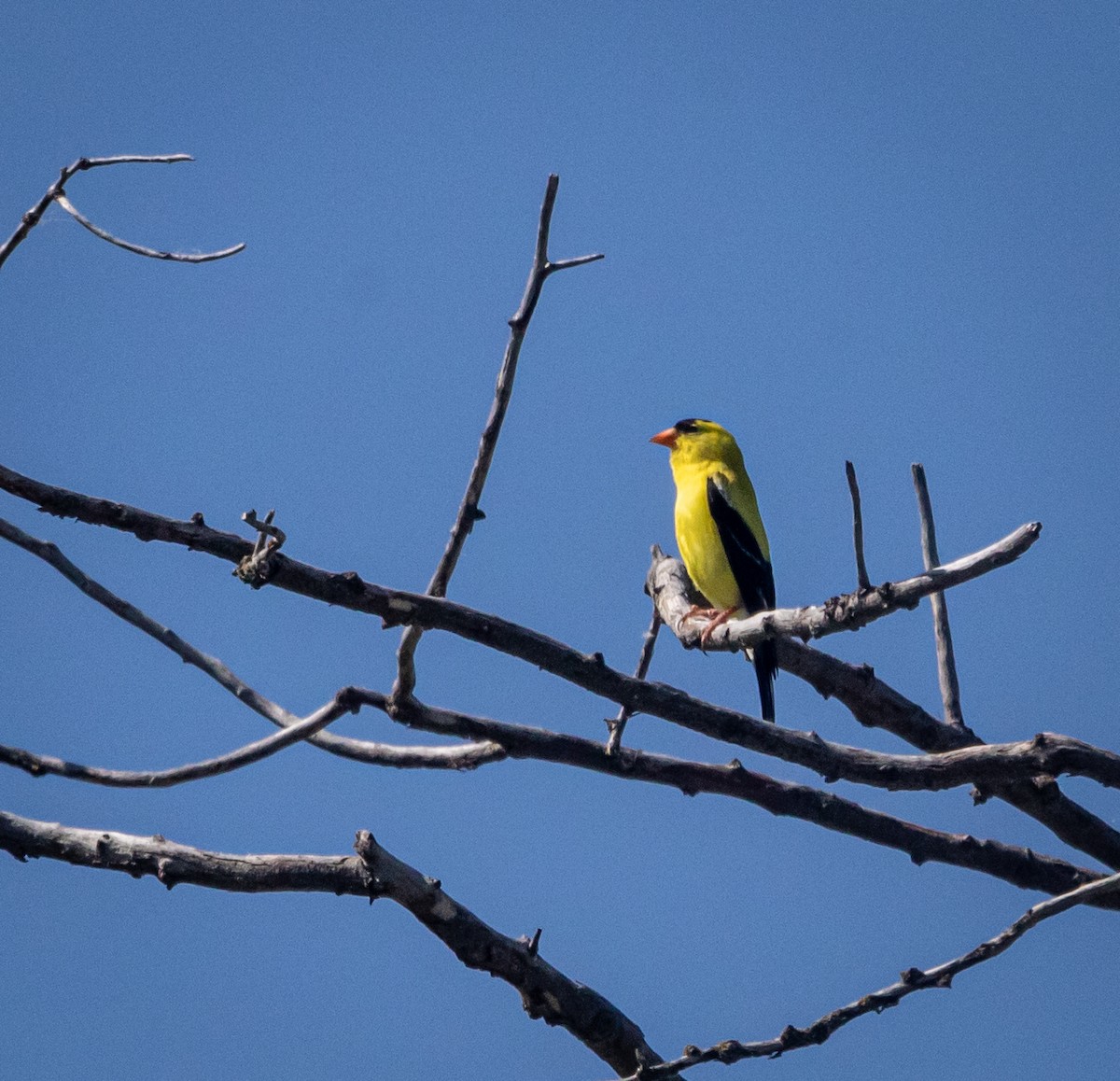 American Goldfinch - ML638423172