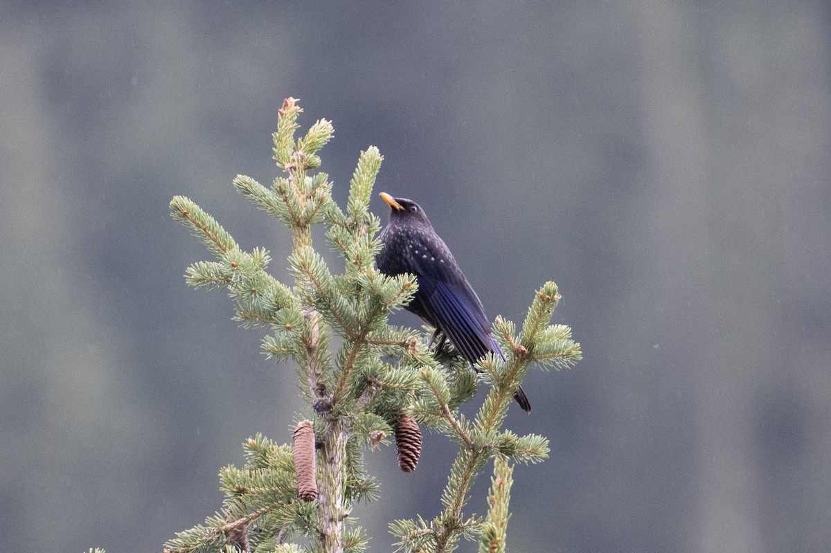 Blue Whistling-Thrush (Yellow-billed) - ML638423178