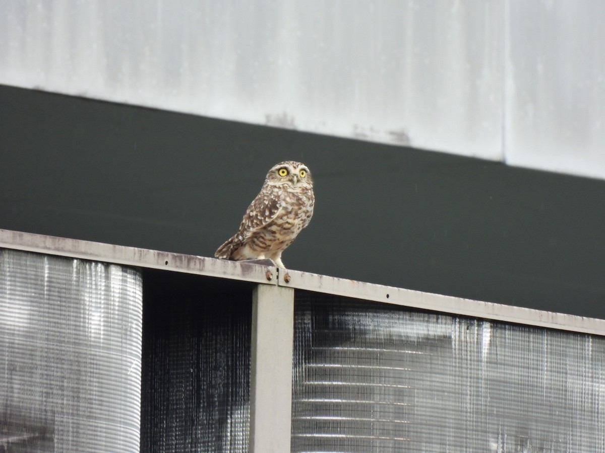 Burrowing Owl - ML638423182