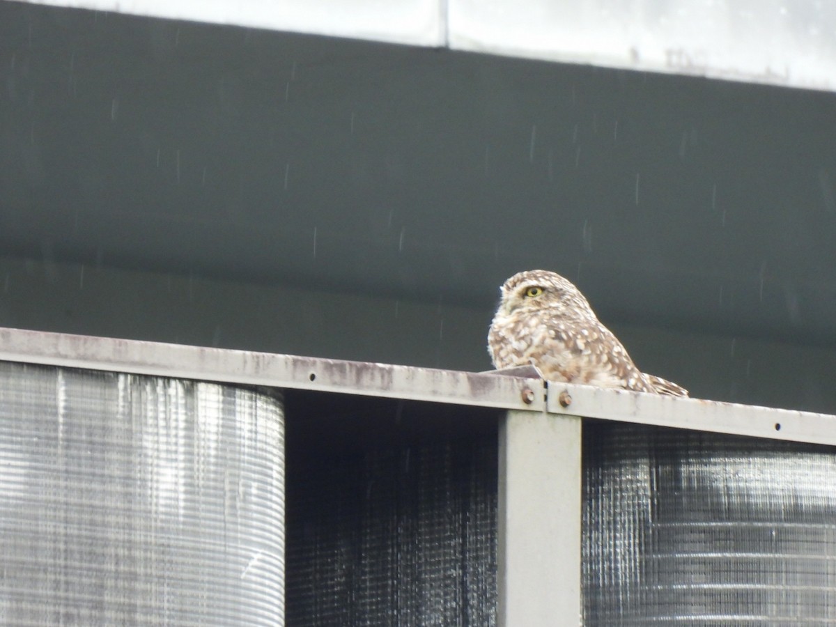 Burrowing Owl - ML638423183