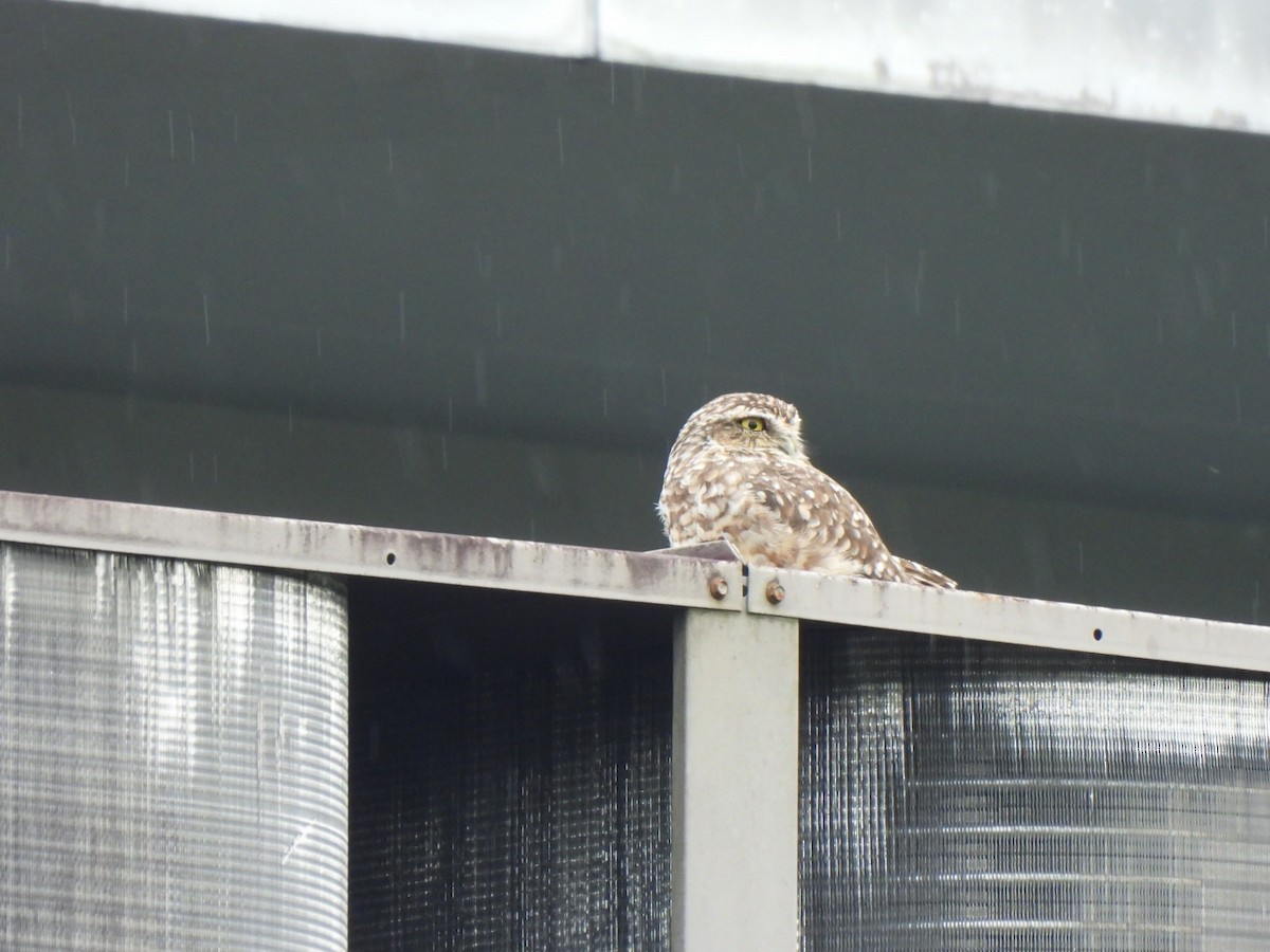 Burrowing Owl - ML638423184