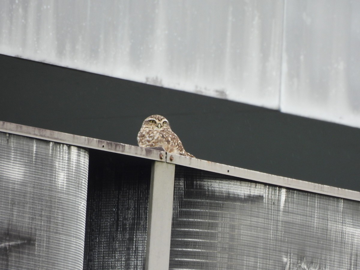 Burrowing Owl - ML638423185