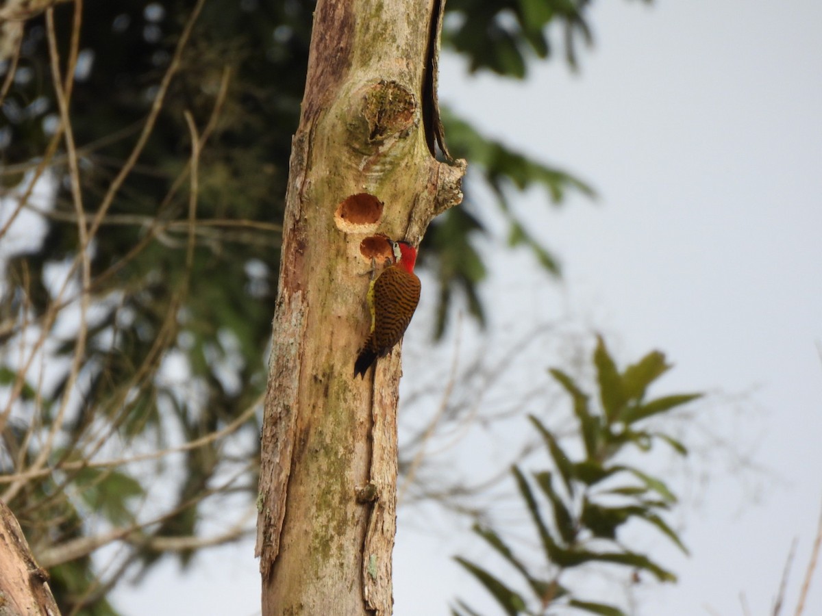 Spot-breasted Woodpecker - ML638423197