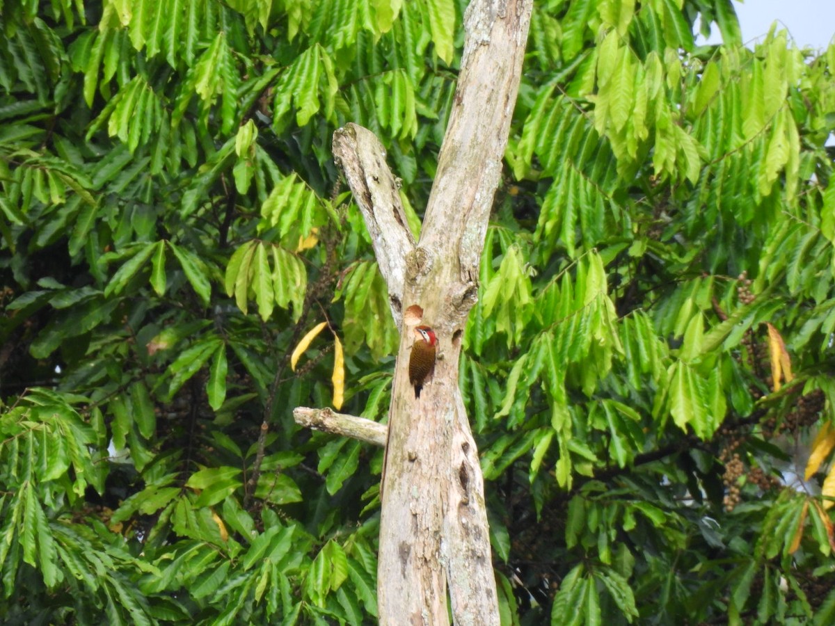 Spot-breasted Woodpecker - ML638423198