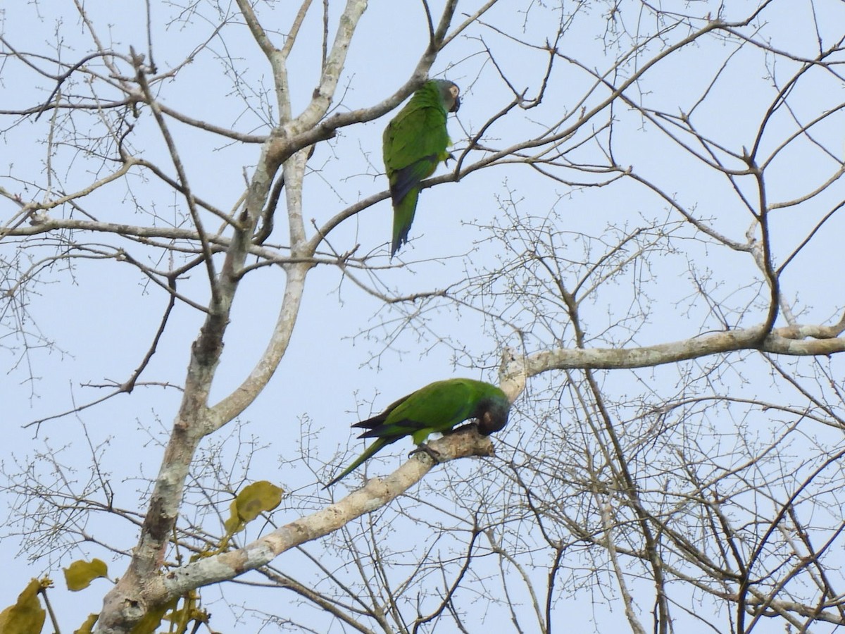 Dusky-headed Parakeet - ML638423203