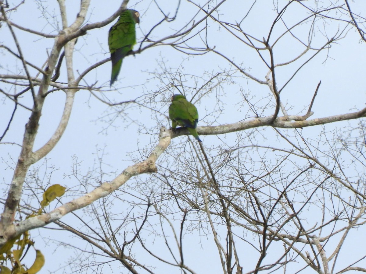 Dusky-headed Parakeet - ML638423204