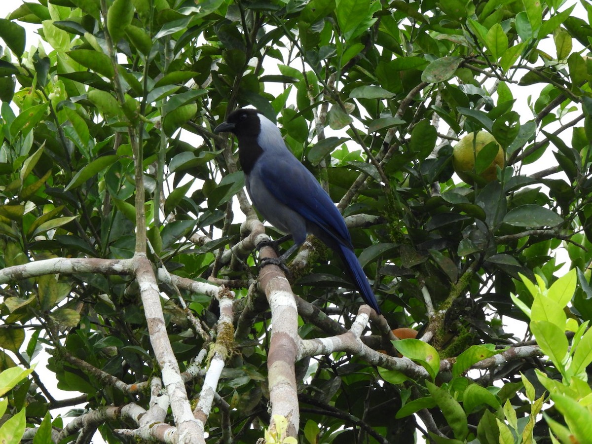 Violaceous Jay - ML638423217