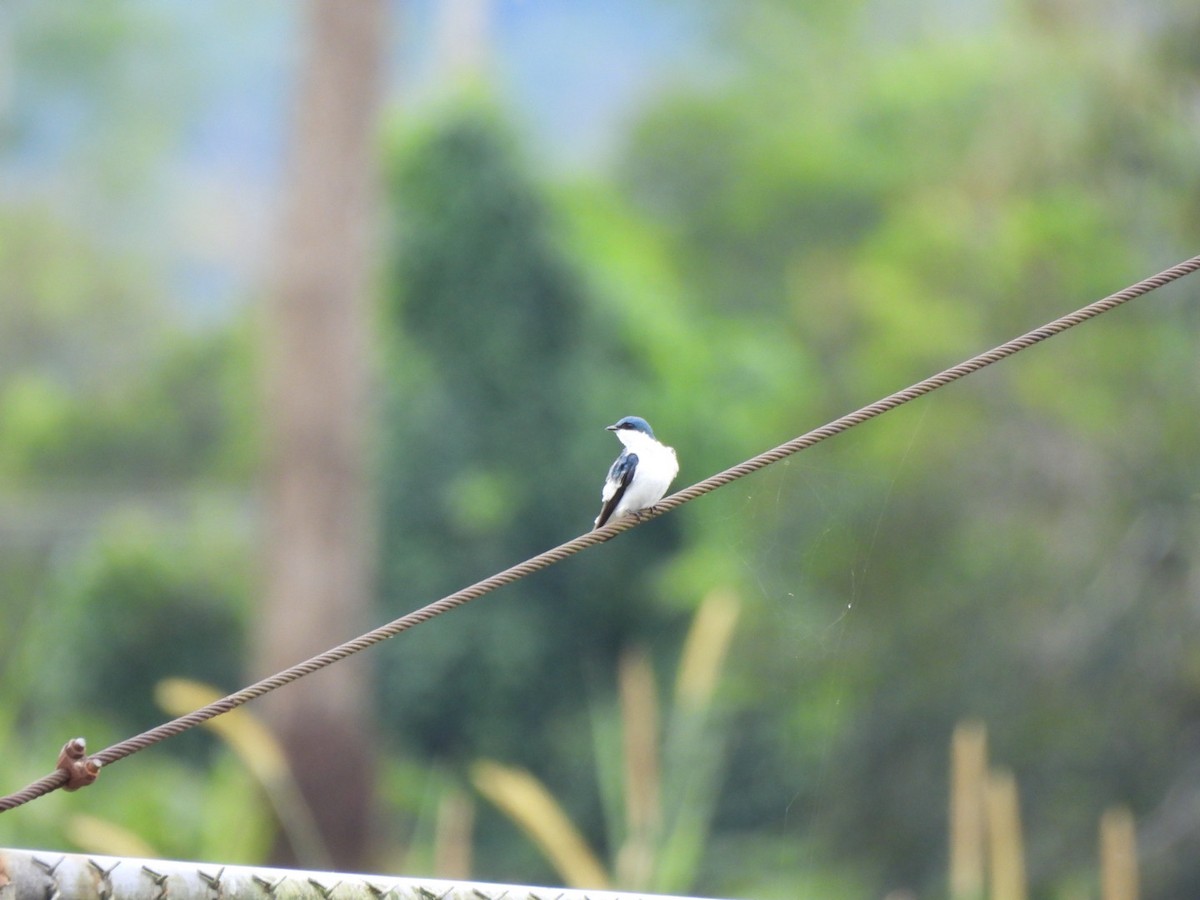 White-winged Swallow - ML638423225
