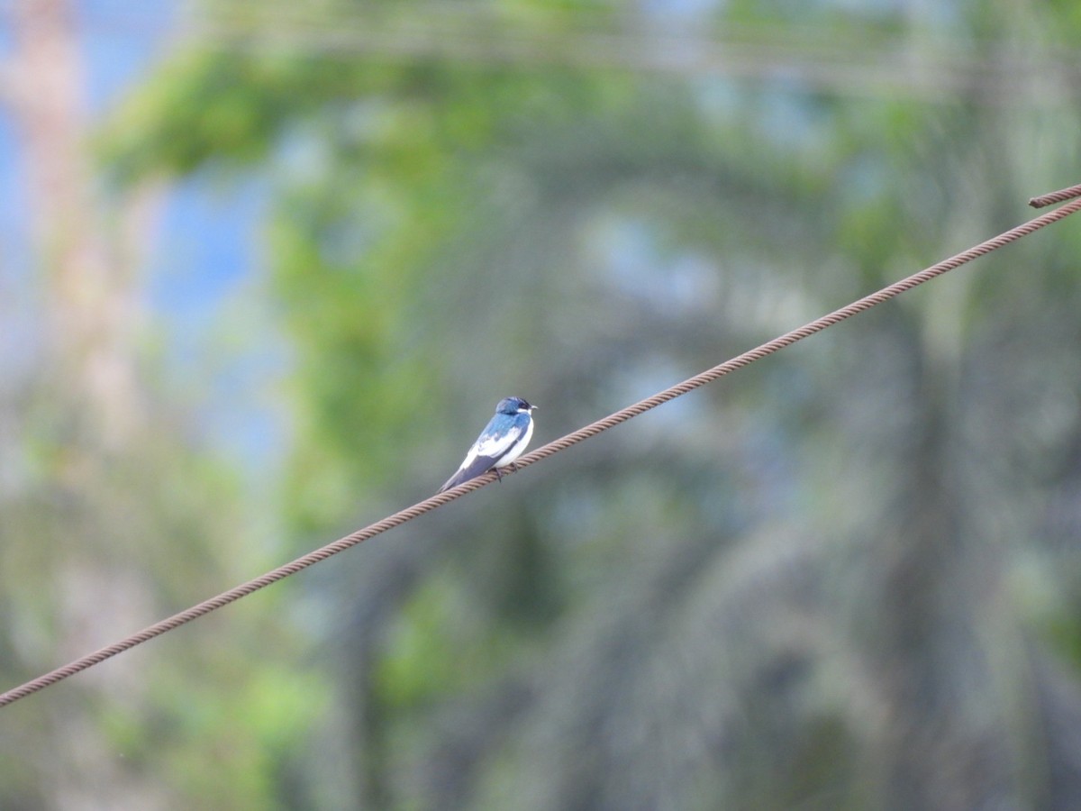 White-winged Swallow - ML638423226
