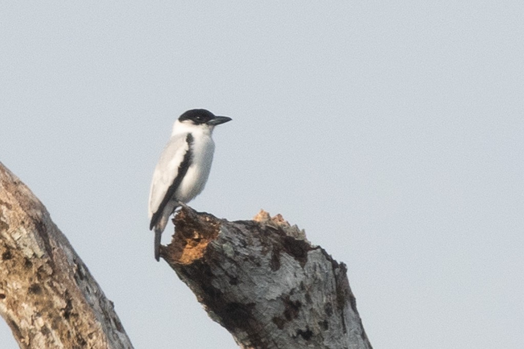 Black-crowned Tityra - ML638423229