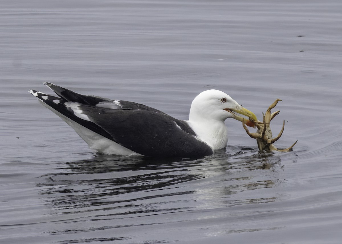 Great Black-backed Gull - ML638423230