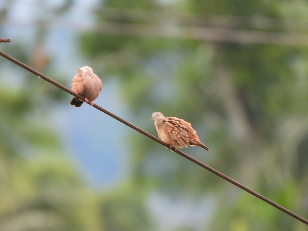 Ruddy Ground Dove - ML638423231