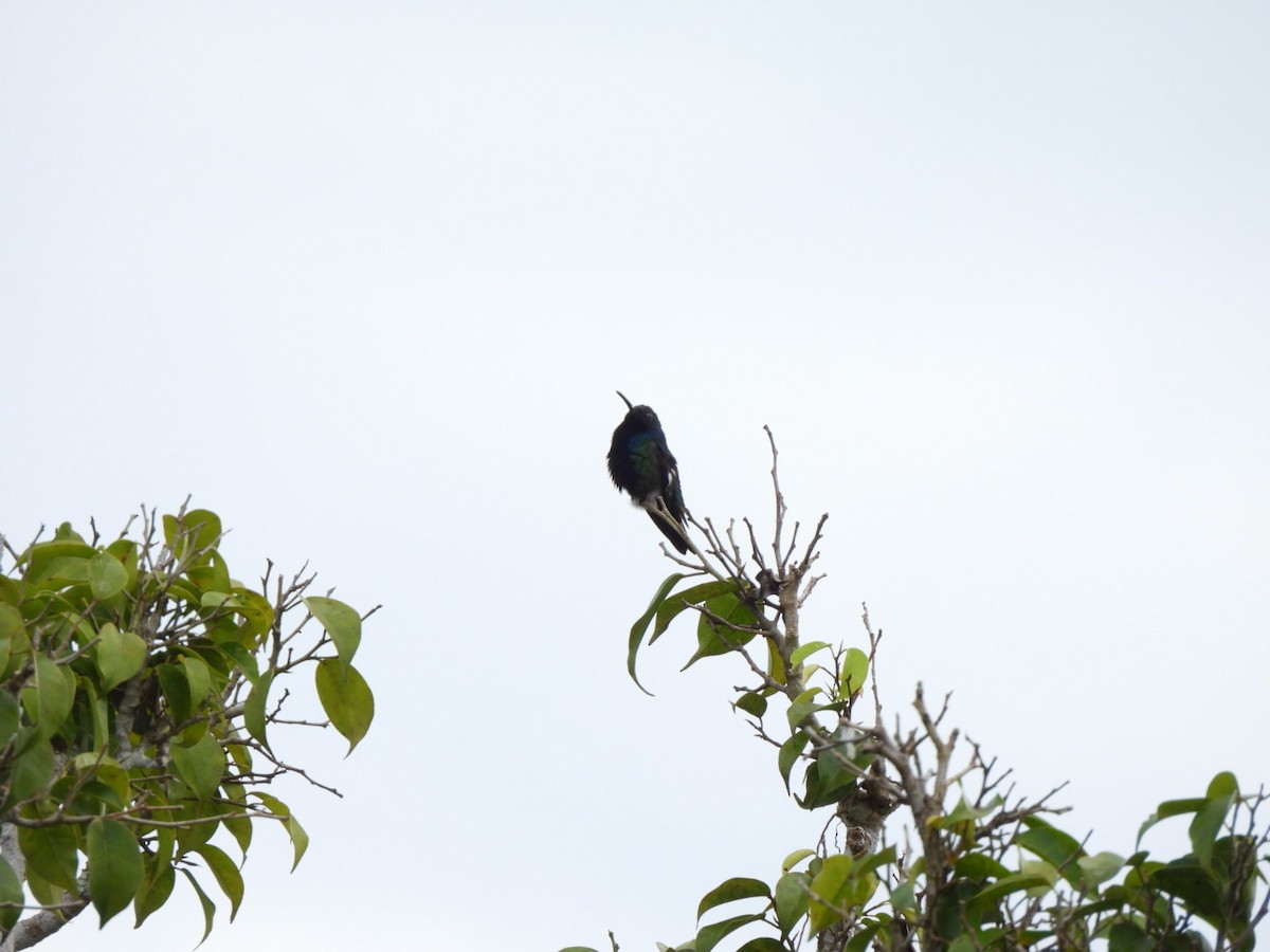 Black-throated Mango - ML638423238