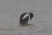Black Guillemot - ML638423251