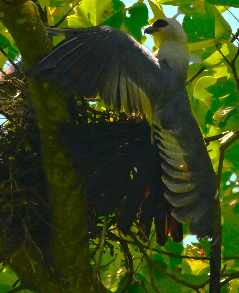Mississippi Kite - ML638423256
