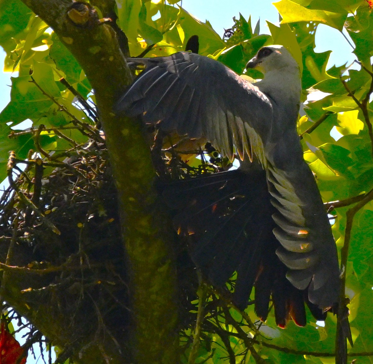 Mississippi Kite - ML638423257