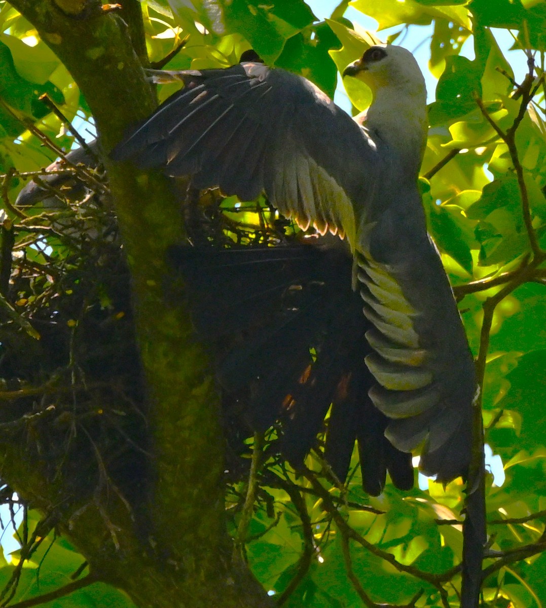 Mississippi Kite - ML638423258