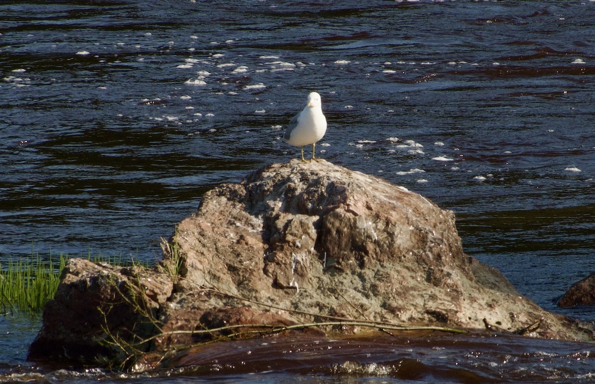 Common Gull (European) - ML638423259
