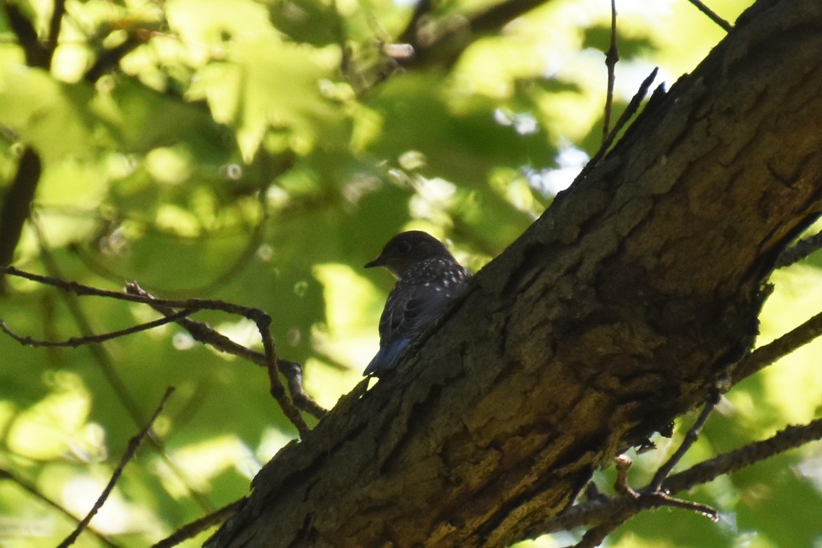 Eastern Bluebird - ML638423267