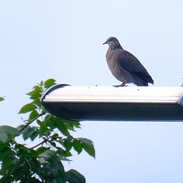 Spotted Dove - ML638423270