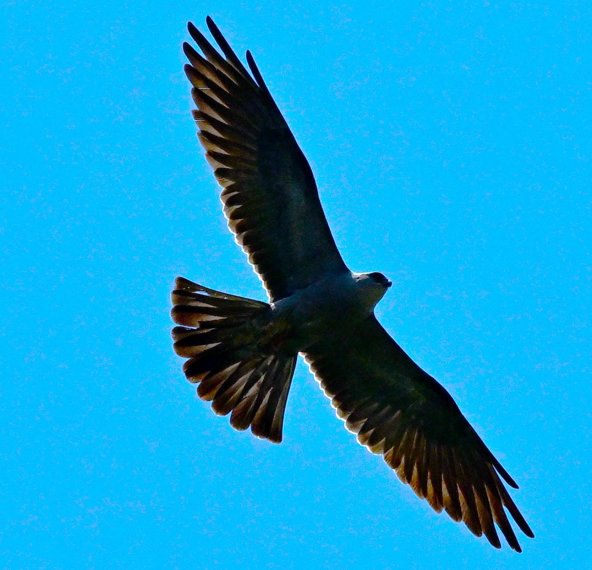 Mississippi Kite - ML638423274