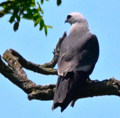 Mississippi Kite - ML638423275