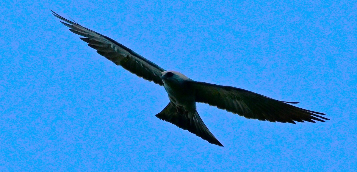 Mississippi Kite - ML638423277