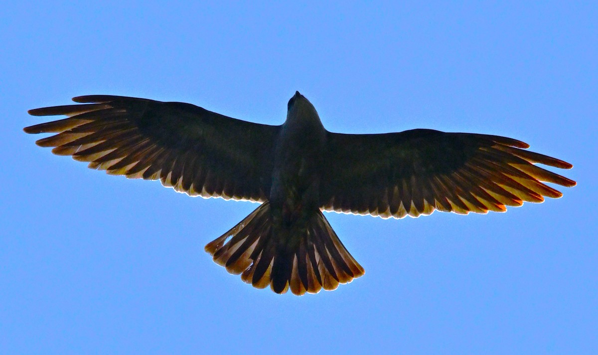 Mississippi Kite - ML638423278