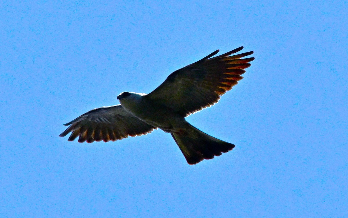 Mississippi Kite - ML638423279