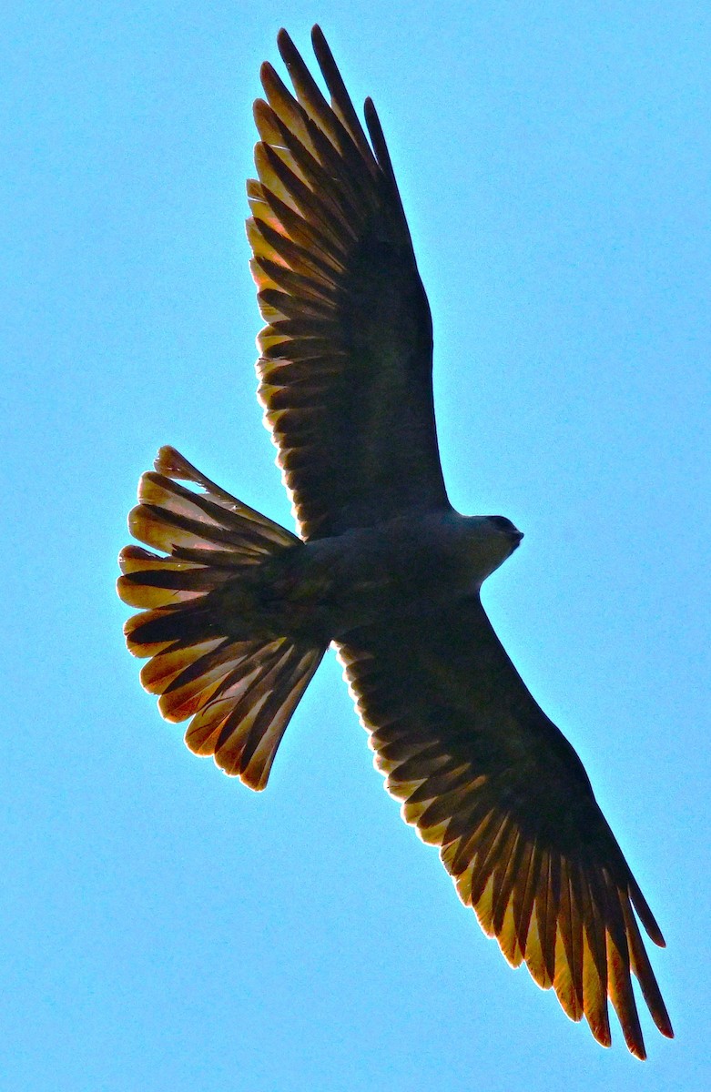Mississippi Kite - ML638423280
