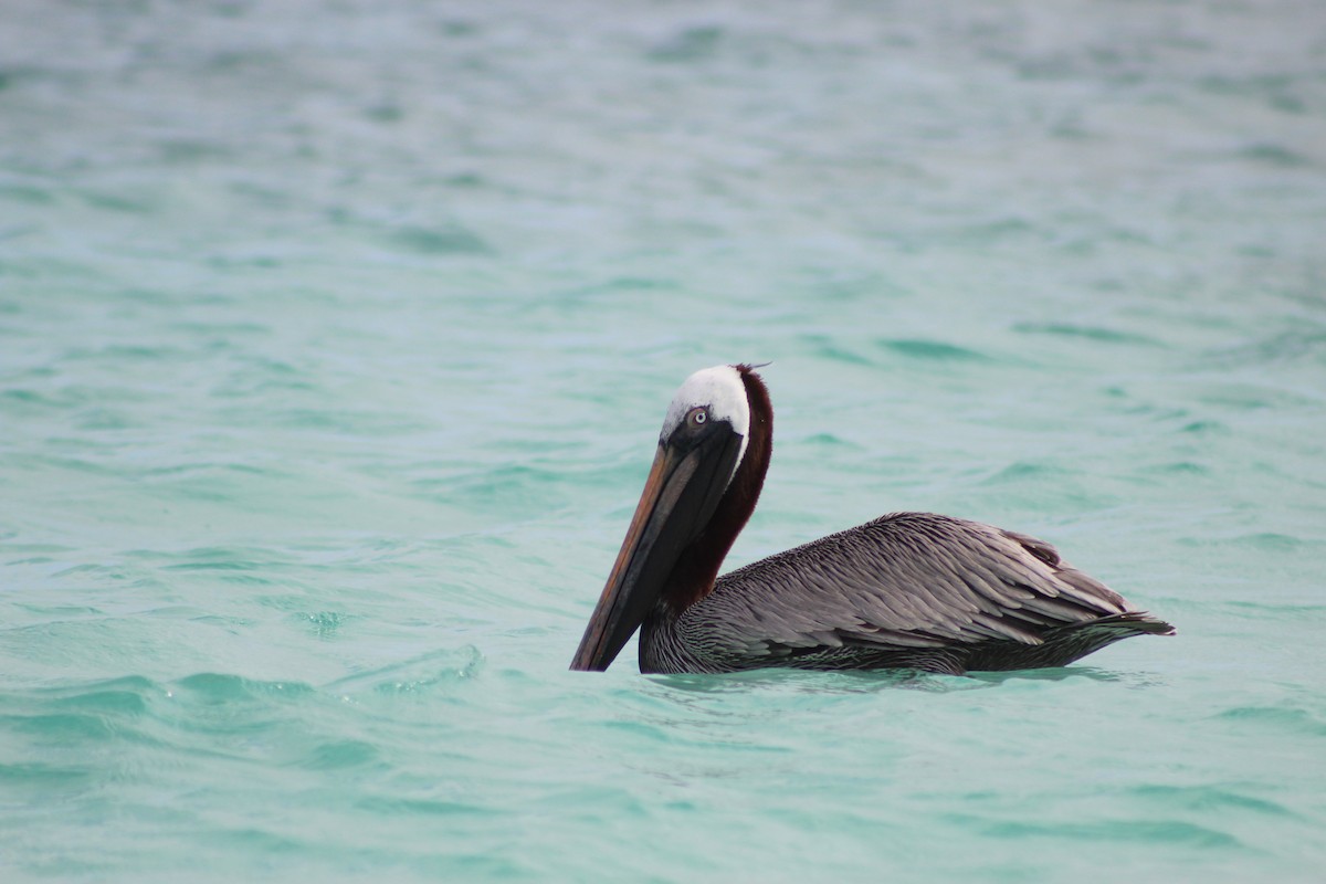 Brown Pelican - ML638423343